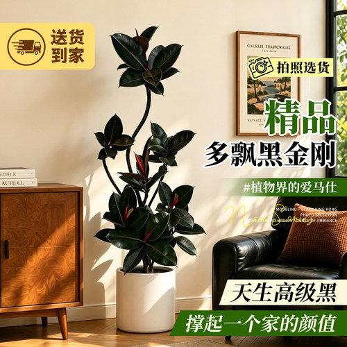 造型黑金刚橡皮树室内绿植高级感