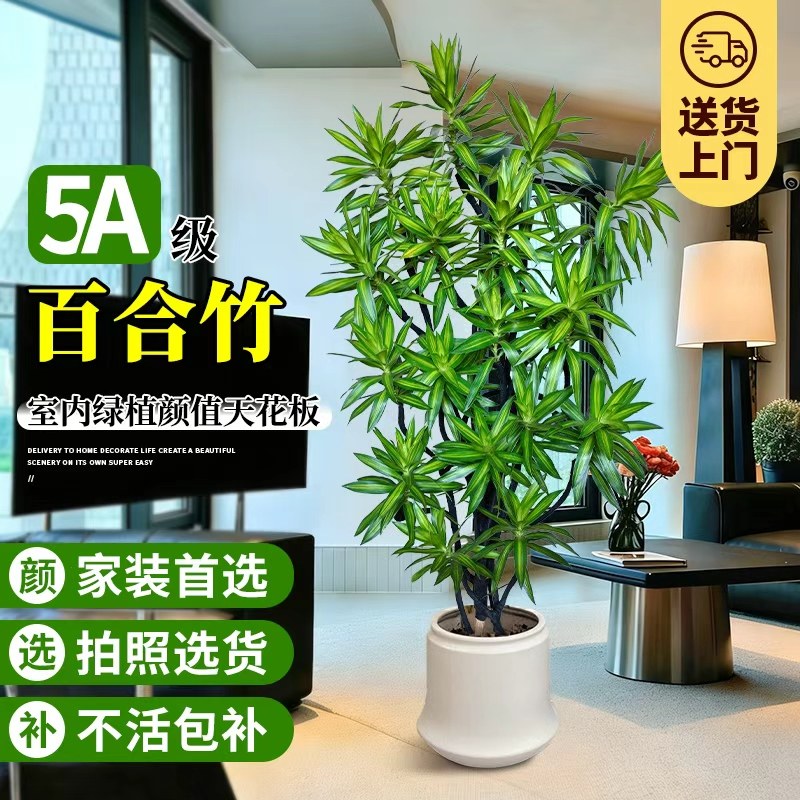 造型百合竹室内绿植好养高级感