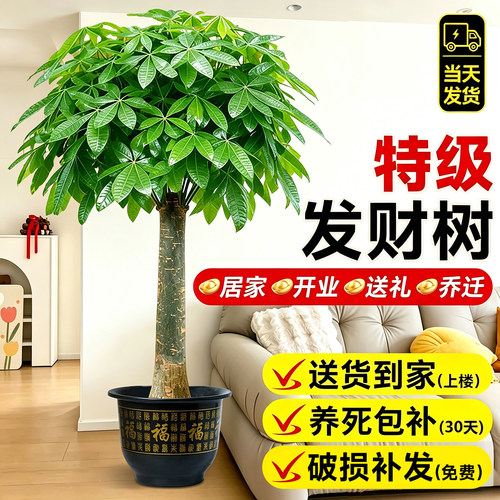 发财树客厅大盆栽室内好养招财树