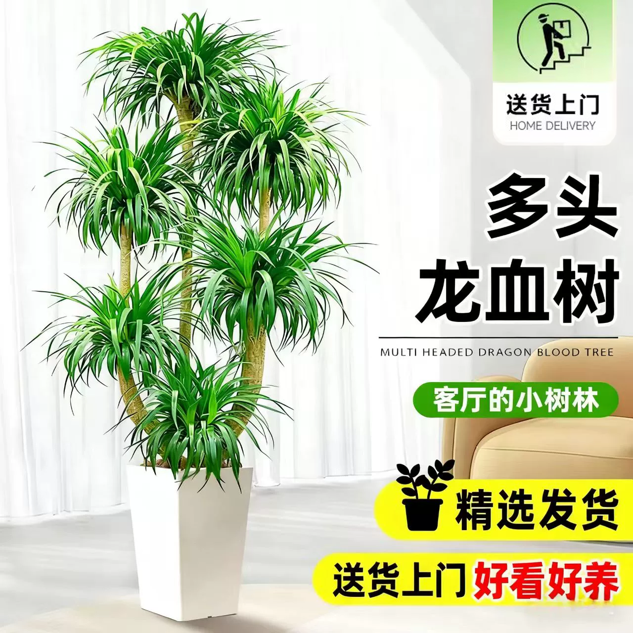 大型多头龙血树客厅高级感绿植