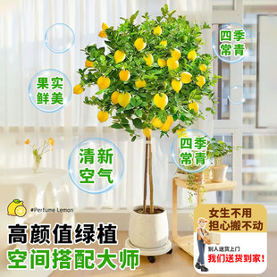 香水柠檬树盆栽带果高杆客厅室内大型绿植阳台四季常青四季可食用
