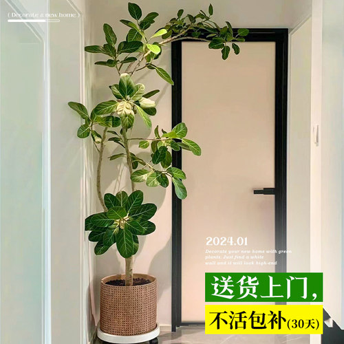 孟加拉榕树客厅绿植高级感高山榕