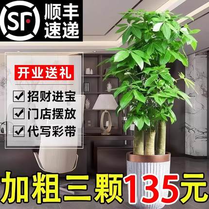 步步高发财树客厅大盆栽开业送礼室内植物绿植落地大号树木招财树