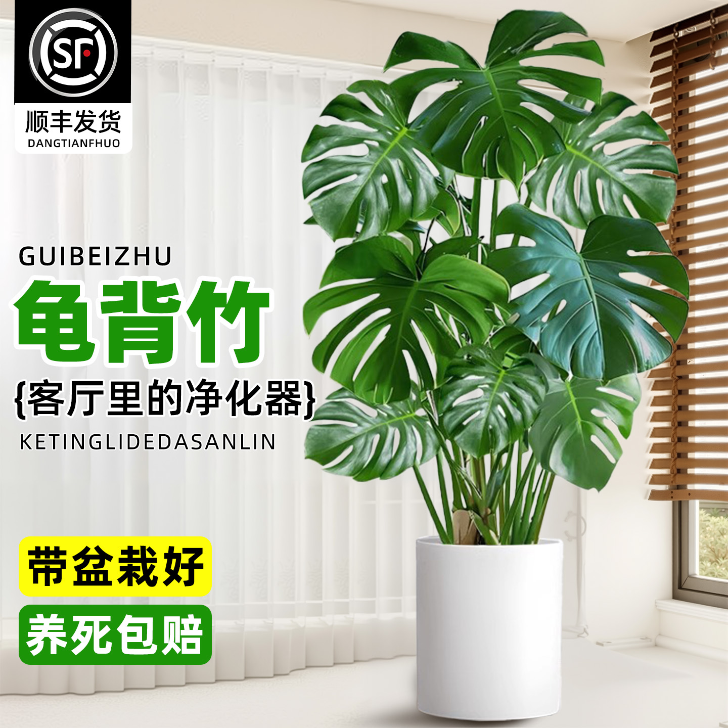 龟背竹客厅大盆栽老桩植物