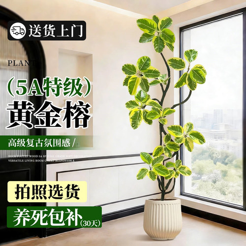 居家高级感绿植造型黄金榕四季