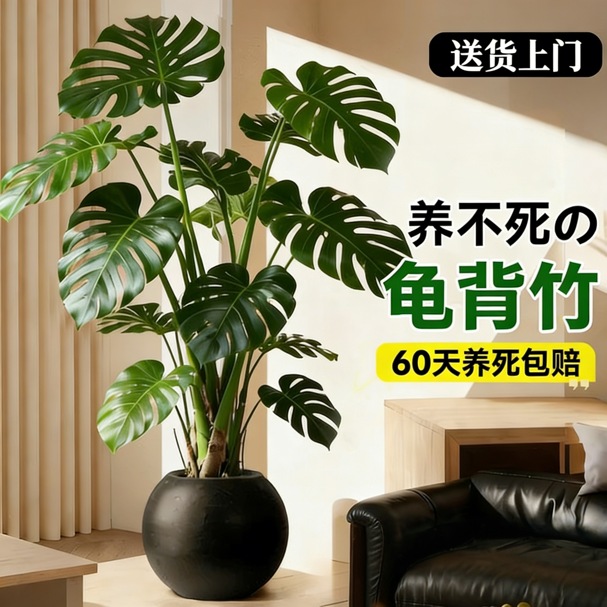龟背竹客厅大盆栽老桩植物办公室大型绿植造型室内盆景好养活植物,鲜花速递/花卉仿真/绿植园艺,大型绿植/成品组合盆栽,淘宝优惠券,粉丝福利购,淘宝优惠卷