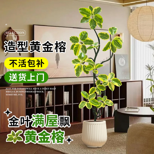 造型黄金榕可拍照选货客厅绿植
