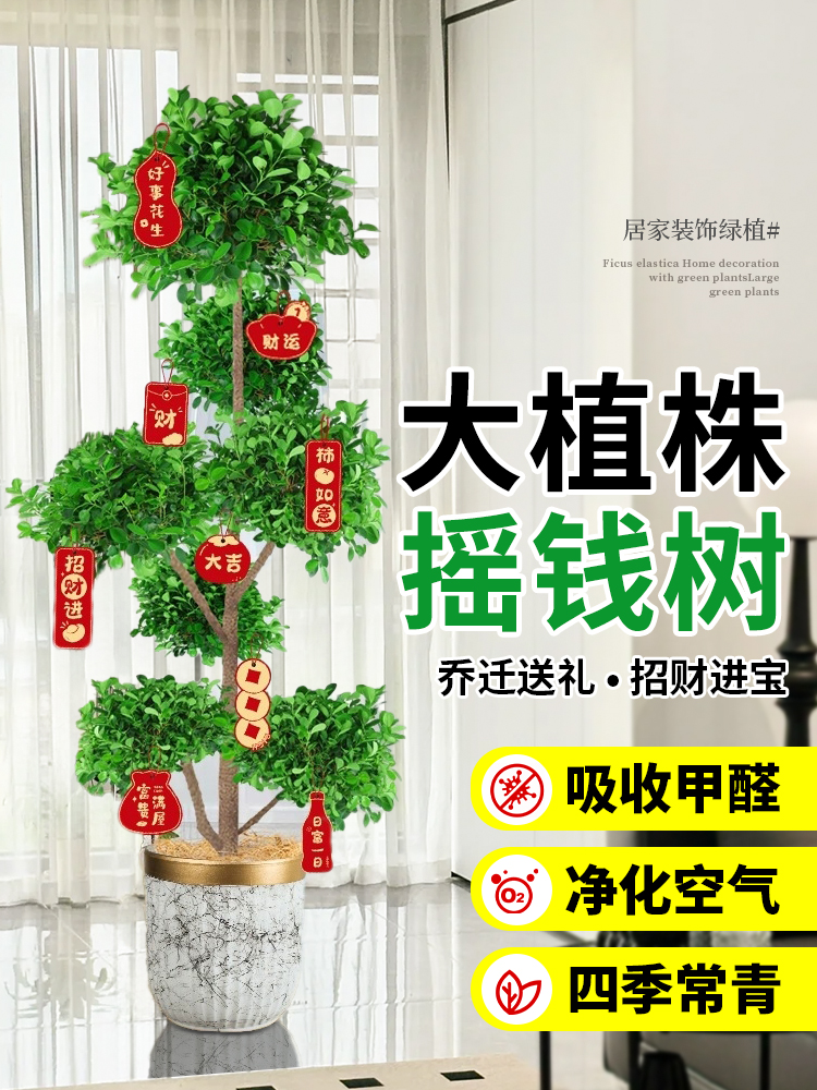 金钱榕客厅大花盆栽室内大型绿植金钱树摇钱树发财树四季榕树植物