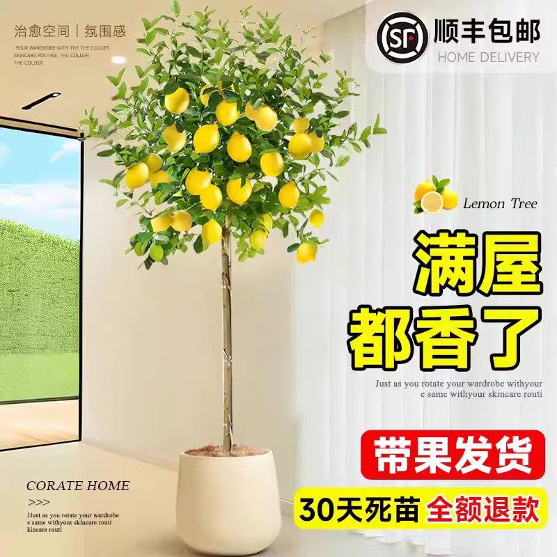 香水柠檬树客厅绿植盆栽带果大型植物室内阳台四季好养净化空气