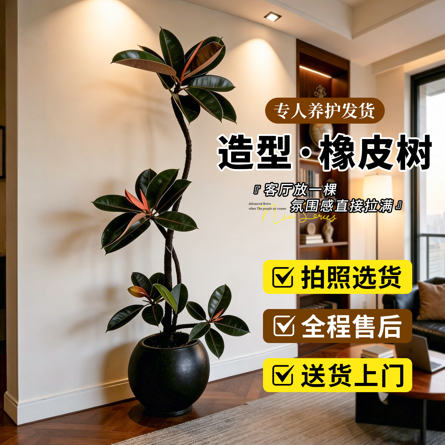黑金刚橡皮树客厅绿植高级感大盆栽植物轻奢办公室内落地高端好养