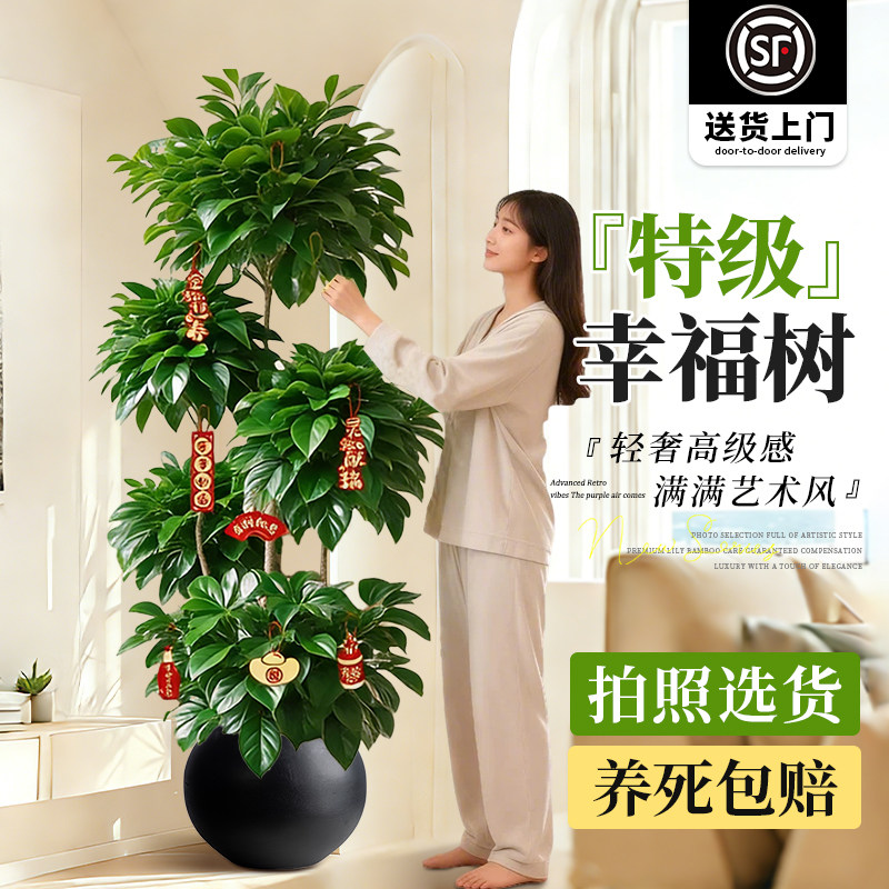 幸福树客厅大盆栽老桩植物客厅高级感室内落地大型绿植盆景好养活,鲜花速递/花卉仿真/绿植园艺,大型绿植/成品组合盆栽,淘宝优惠券,粉丝福利购,淘宝优惠卷