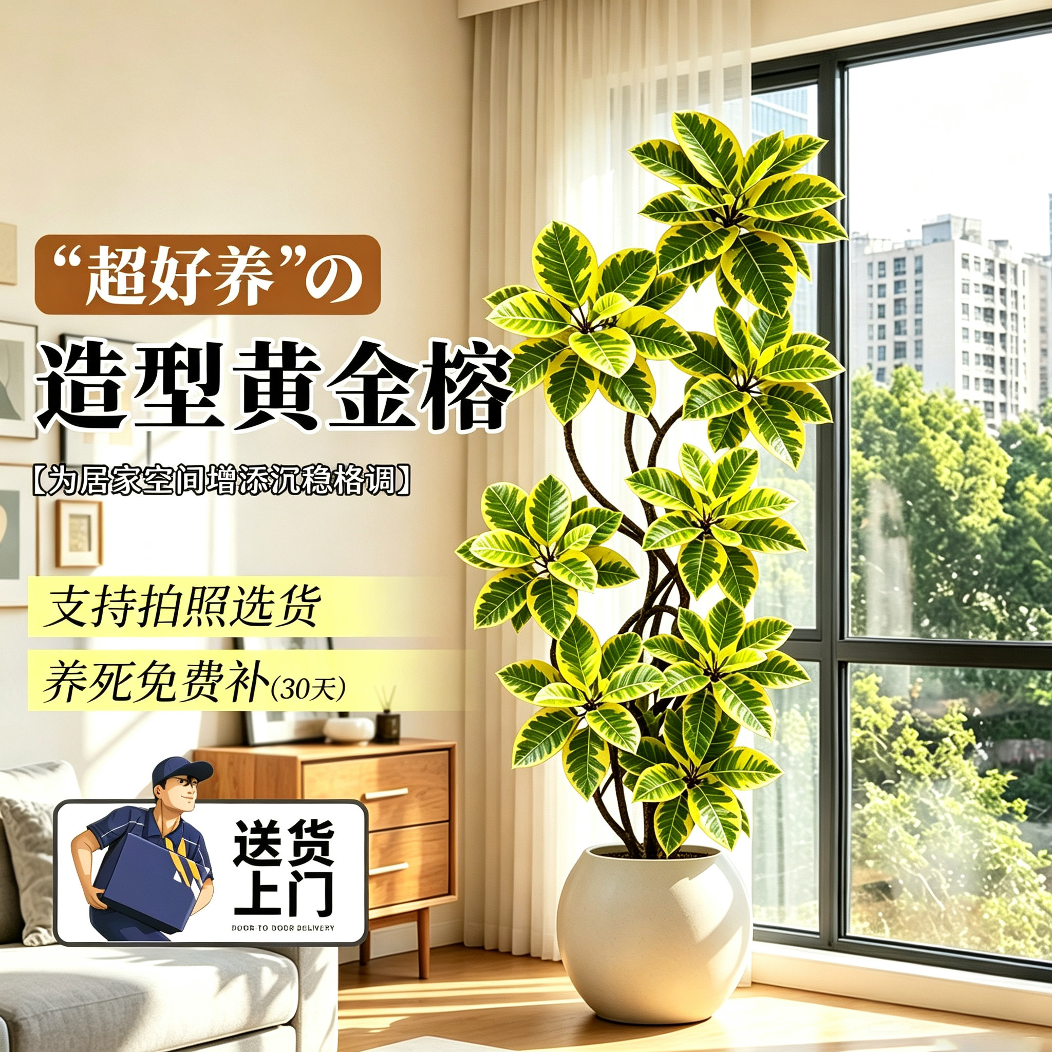 造型黄金榕大型绿植客厅高级感图片