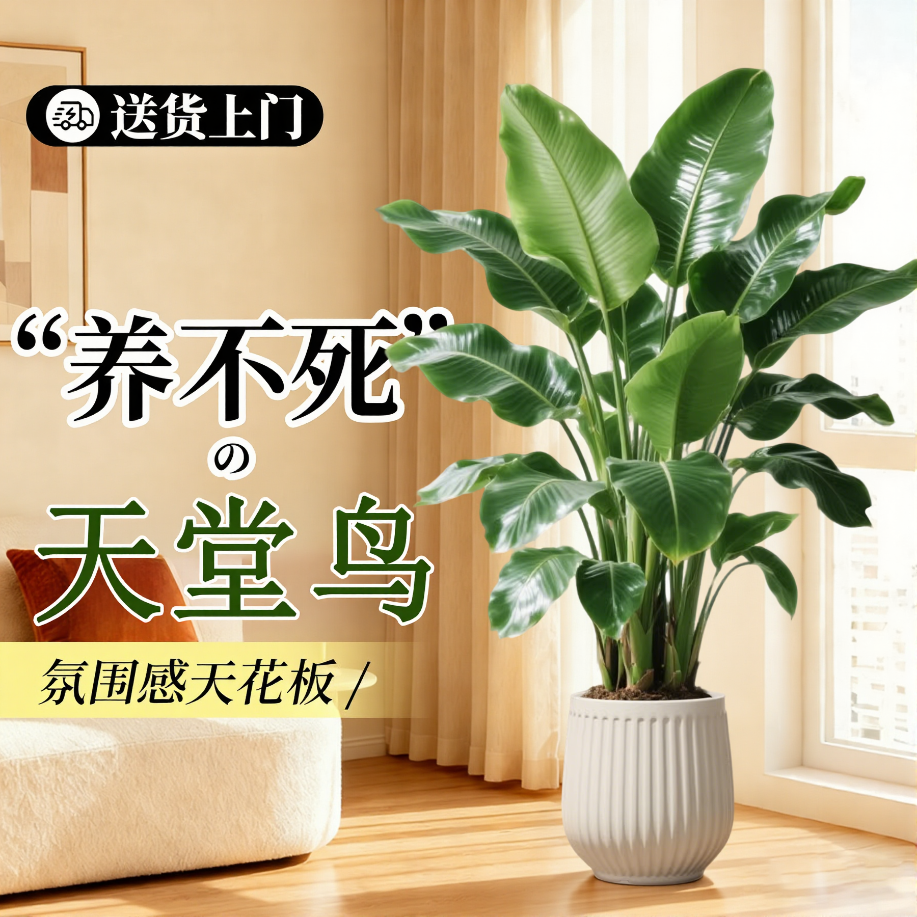 天堂鸟绿植室内办公室客厅大型植物盆栽高级感落地大号好养真花,鲜花速递/花卉仿真/绿植园艺,大型绿植/成品组合盆栽,淘宝优惠券,粉丝福利购,淘宝优惠卷