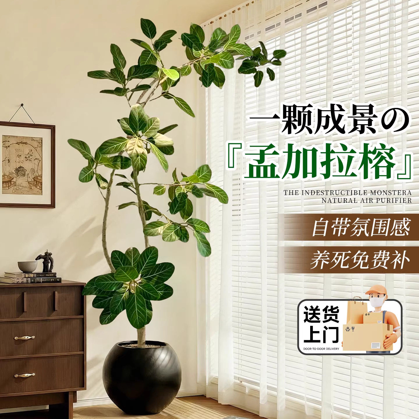 孟加拉榕客厅绿植高级感室内大型植物黄金榕树好养高端大气上档次