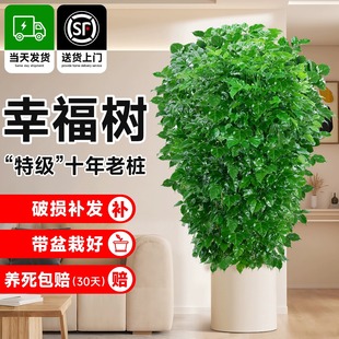 幸福树客厅盆栽大型绿植平安树老桩好养室内净化空气小叶丛生树苗