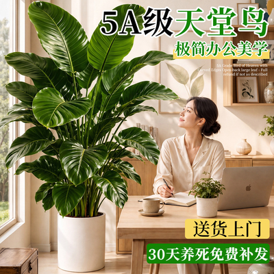 天堂鸟客厅大盆栽高级感室内绿植