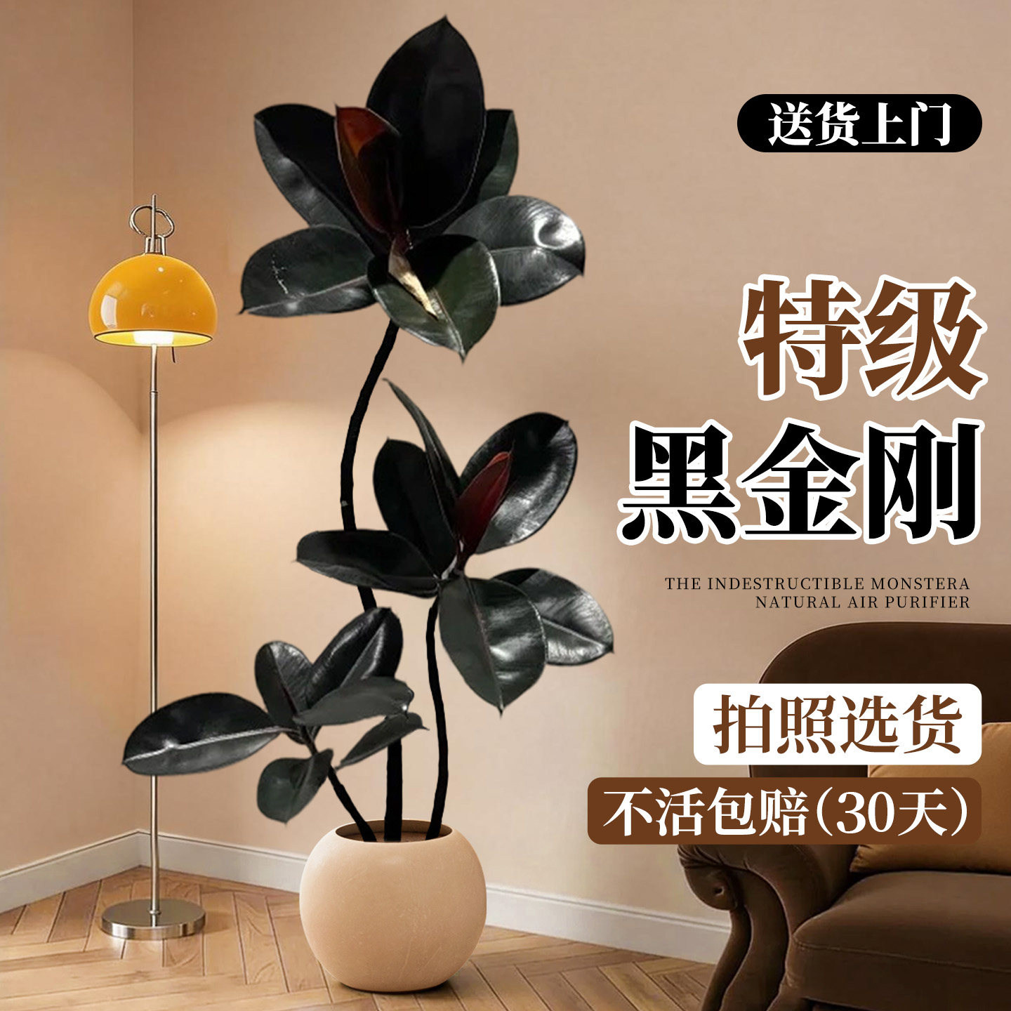 黑金刚橡皮树绿植高级感客厅大型盆栽高端大气上档次轻奢大号好养,家居饰品,仿真植物盆景,淘宝优惠券,粉丝福利购,淘宝优惠卷