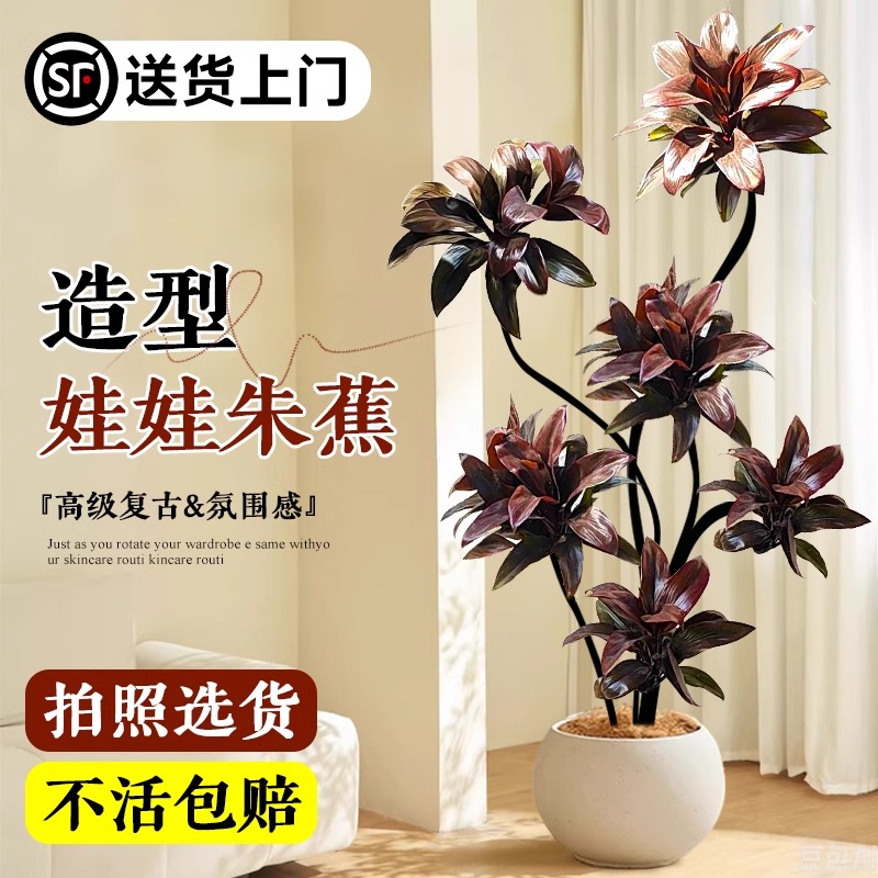 紫气东来盆栽朱蕉娃娃黑金刚