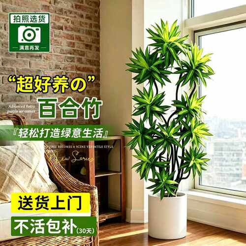 百合竹客厅绿植室内大型高级感