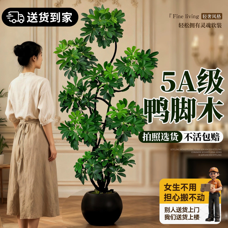 造型鸭脚木室内客厅大盆栽高级感大型绿植八方来财鸭掌木落地植物,鲜花速递/花卉仿真/绿植园艺,大型绿植/成品组合盆栽,淘宝优惠券,粉丝福利购,淘宝优惠卷