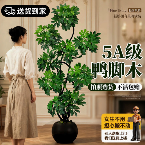 造型鸭脚木室内客厅大盆栽