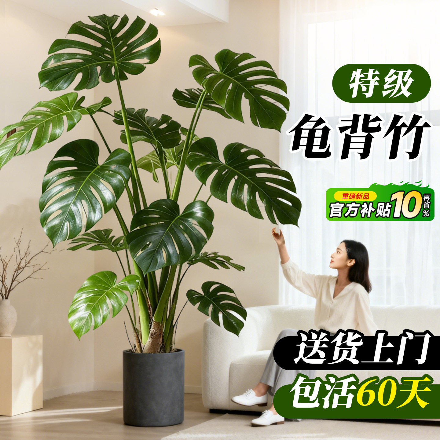 龟背竹客厅绿植室内大型盆栽大叶老桩落地植物盆景四季好养高级感,鲜花速递/花卉仿真/绿植园艺,大型绿植/成品组合盆栽,淘宝优惠券,粉丝福利购,淘宝优惠卷