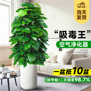 大叶绿萝柱盆栽客厅大型绿植办公室内除甲醛净化空气新房好养绿箩