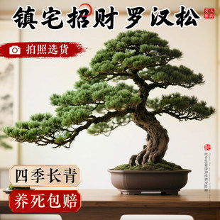 特大罗汉松盆景落地迎客松真树庭院造型老桩旺宅风水树室内外好养