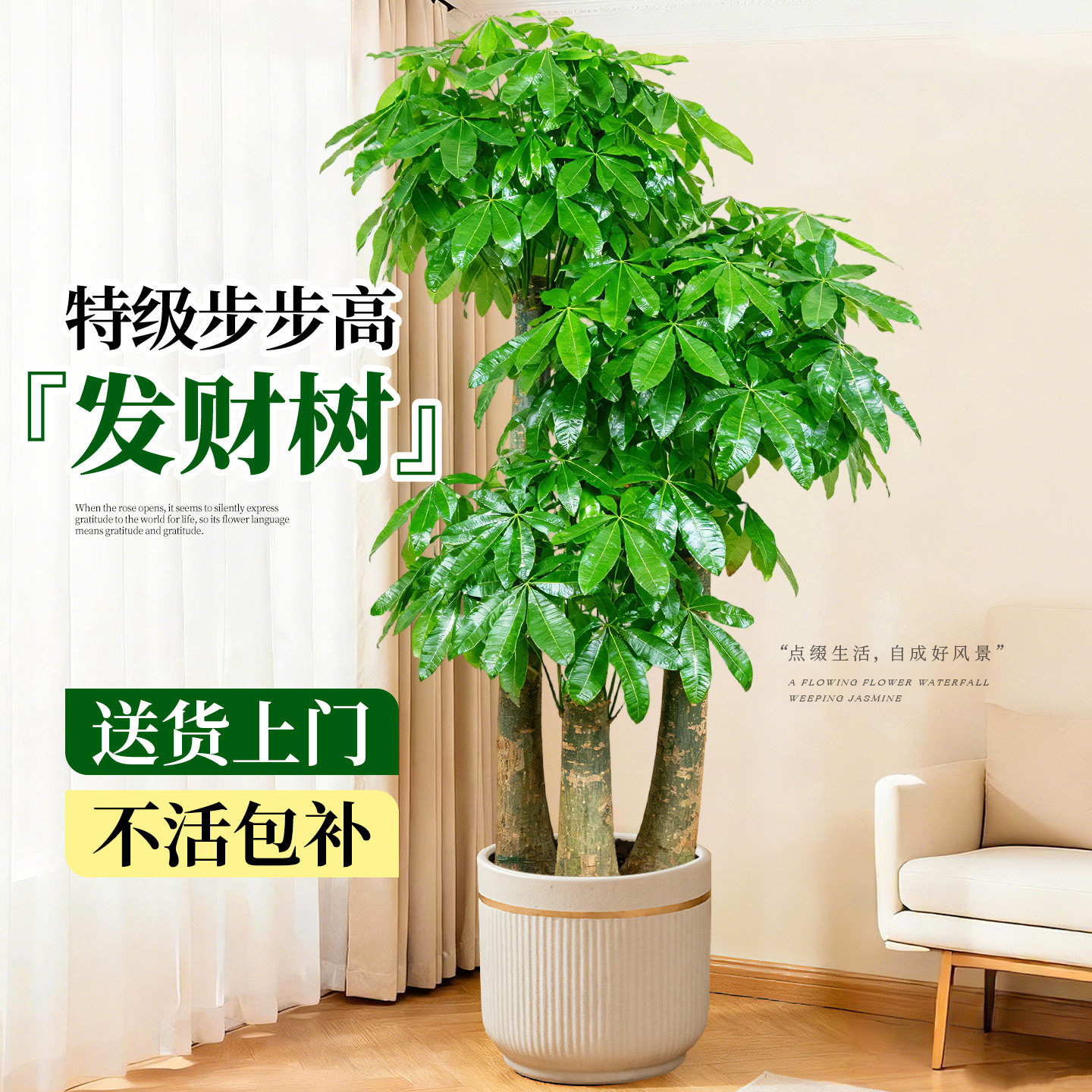 步步高发财树三杆原生客厅盆栽大型绿植乔迁办公室开业送礼高级感