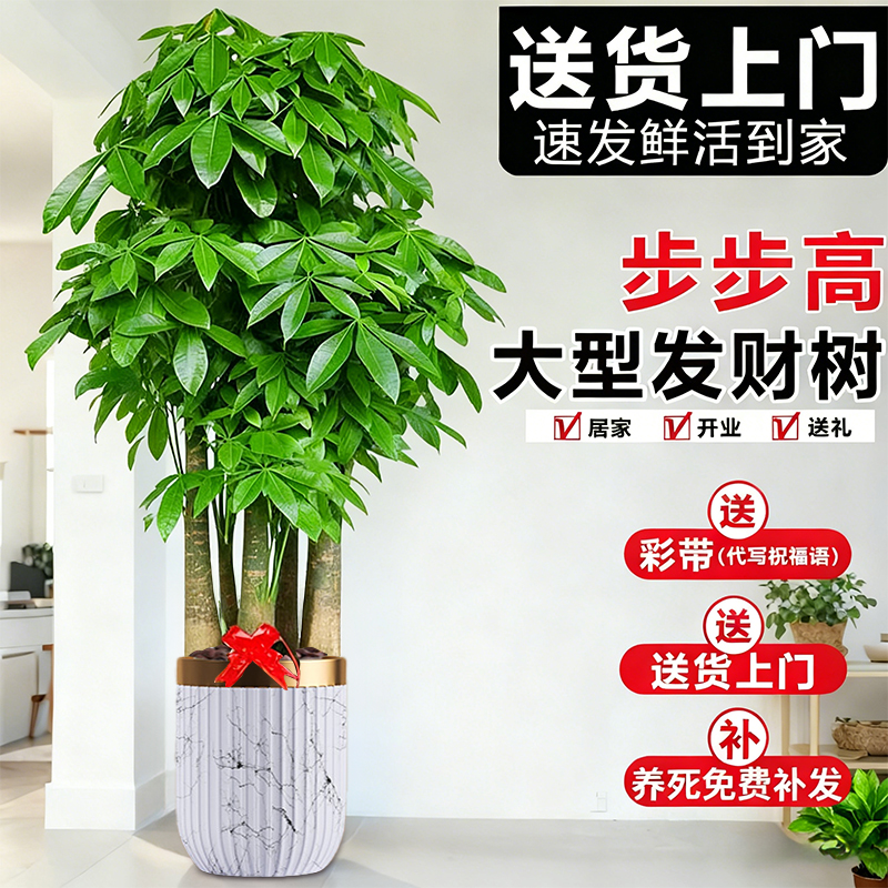 步步高发财树客厅大盆栽老桩旺宅