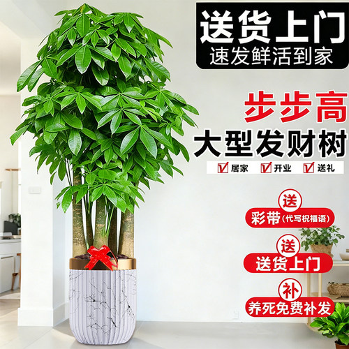 步步高发财树客厅大盆栽老桩旺宅