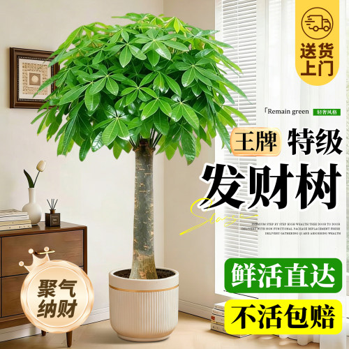 发财树客厅大盆栽室内好养招财树