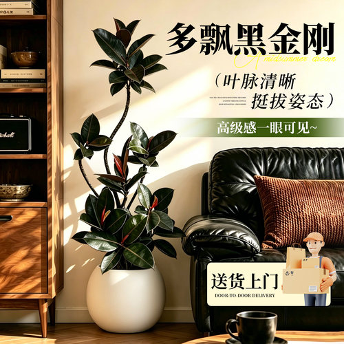 造型黑金刚橡皮树室内绿植高级感