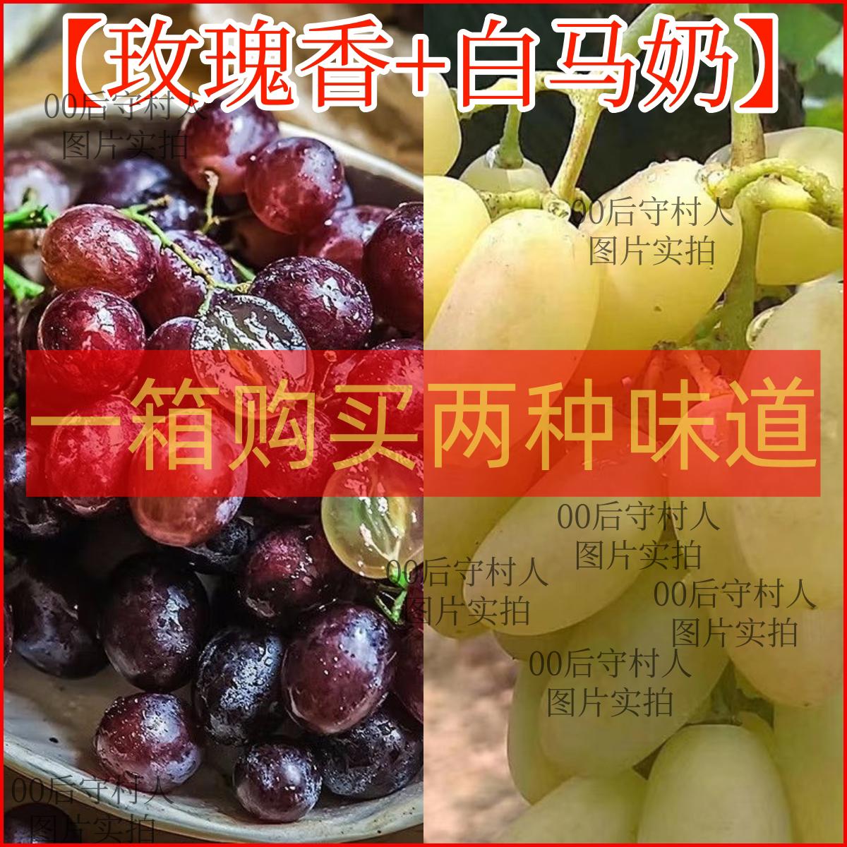 【混合装】张家口怀来沙城特产玫瑰香+白马奶葡萄新鲜水果现摘