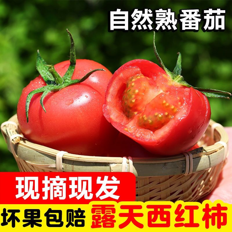 陕西普罗旺斯西红柿新鲜水果番茄现摘西红柿当季泾阳普罗旺斯番茄