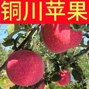 正宗陕西铜川印台红富士苹果大果整箱孕妇5/10斤装包邮带箱重量