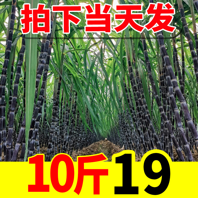 fresh Black cane 10 Orthodox school Guangxi specialty Farm Sugar cane pregnant woman fruit Full container wholesalein the Aquatic meat/Fresh fruits and vegetables/Cooked , Fresh fruit , Other  category - from Buy2taobao.com to provide professional Taobao agent buy service