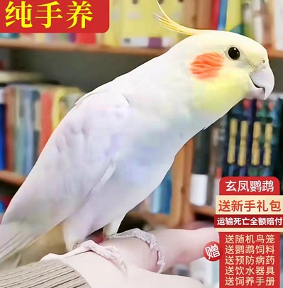 玄凤鹦鹉活体黄化玄凤会学说话可繁殖鸟手养宠物一对
