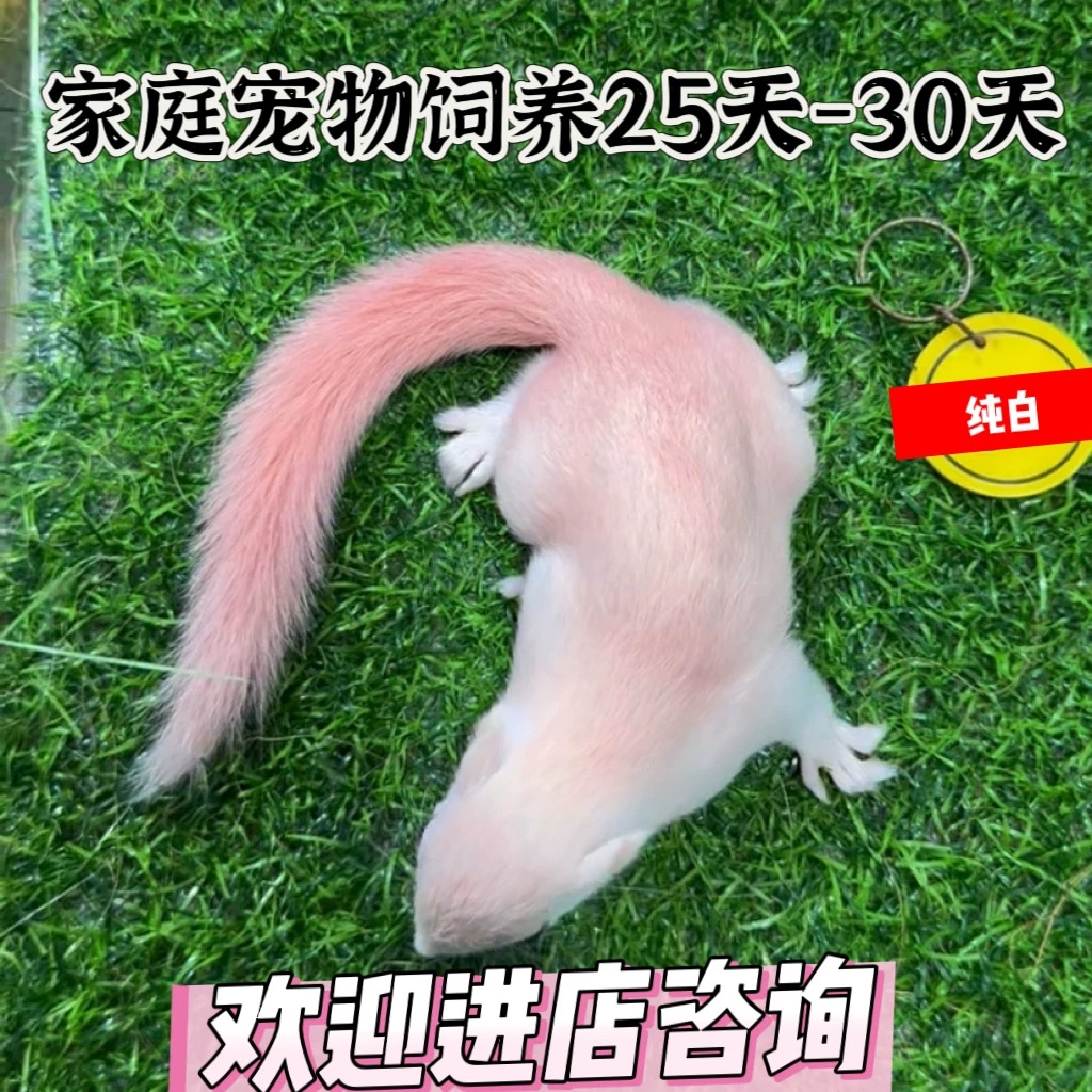 全款松鼠幼儿宠物儿童网红宠物异宠亲人温顺好养包包邮好养全款