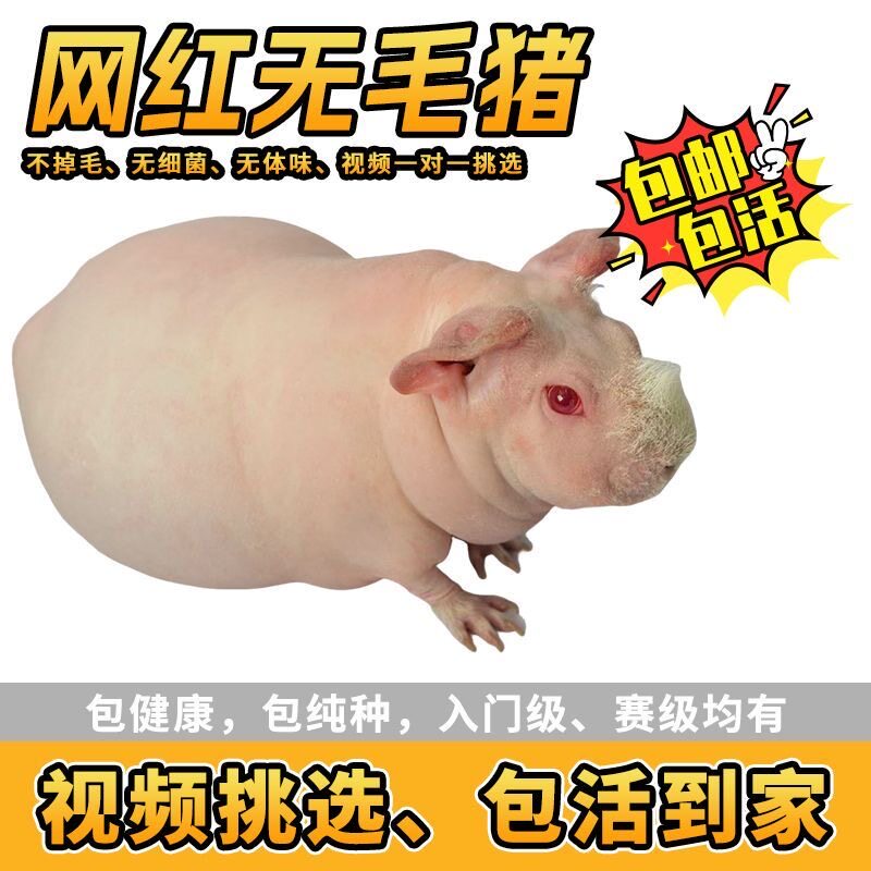 无毛小河马幼崽迷你小河马无毛荷兰猪无毛猪小河马幼崽家庭繁殖