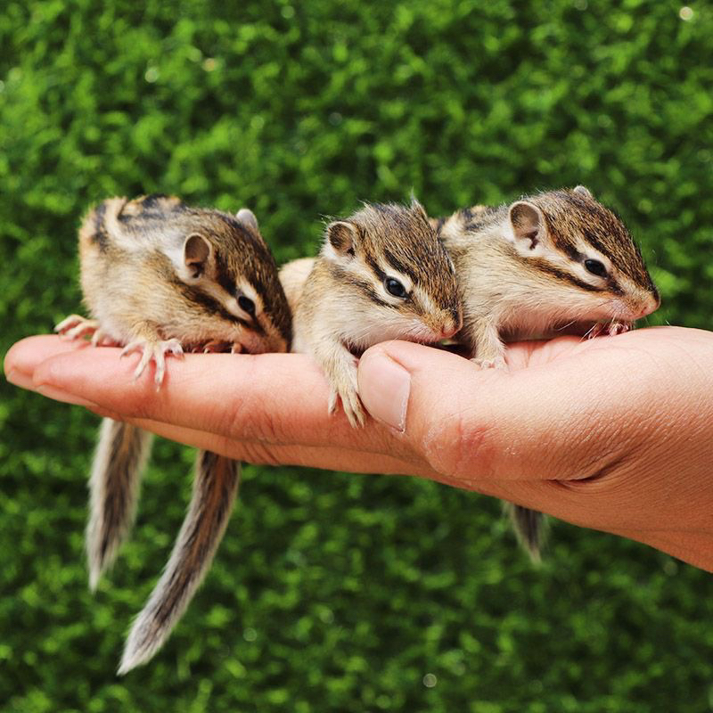 全款松鼠幼儿宠物儿童网红宠物异宠亲人温顺好养包包邮好养定金