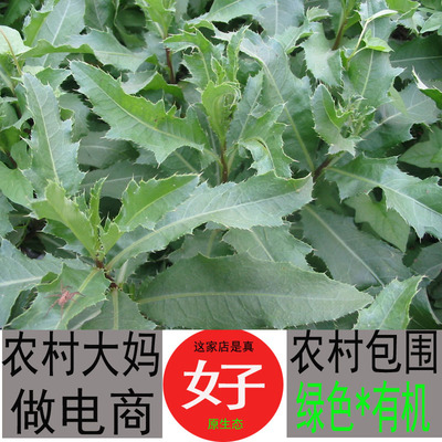 新鲜七七菜刺儿菜萋萋菜小蓟草