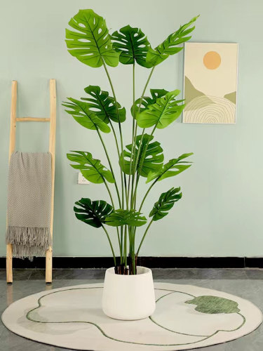 模拟绿色植物Monstera Deliciosa客厅大盆栽优雅的可访问的豪华景