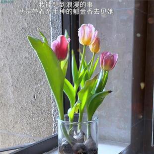 郁金香种子土培水培种花风信子室内好养活盆栽浪漫惊喜送女友礼物