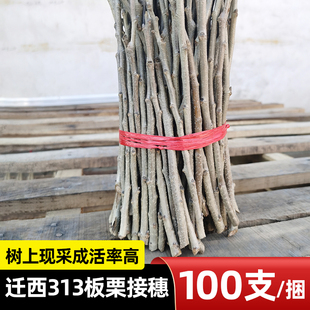 板栗树嫁接栗树码子接穗树枝条迁西早期3113栗树马子油栗树码枝条