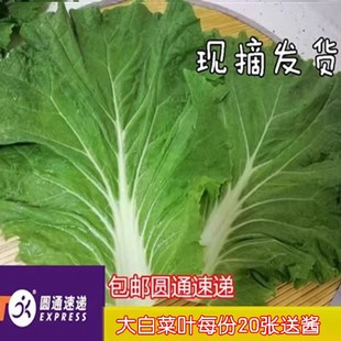 东北新鲜大白菜批发打饭包菜叶打菜包饭包白菜叶子20张包邮圆通