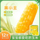 2025新黄小主东北甜糯玉米儿童学生宝宝营养早餐苞米12支送礼冷冻