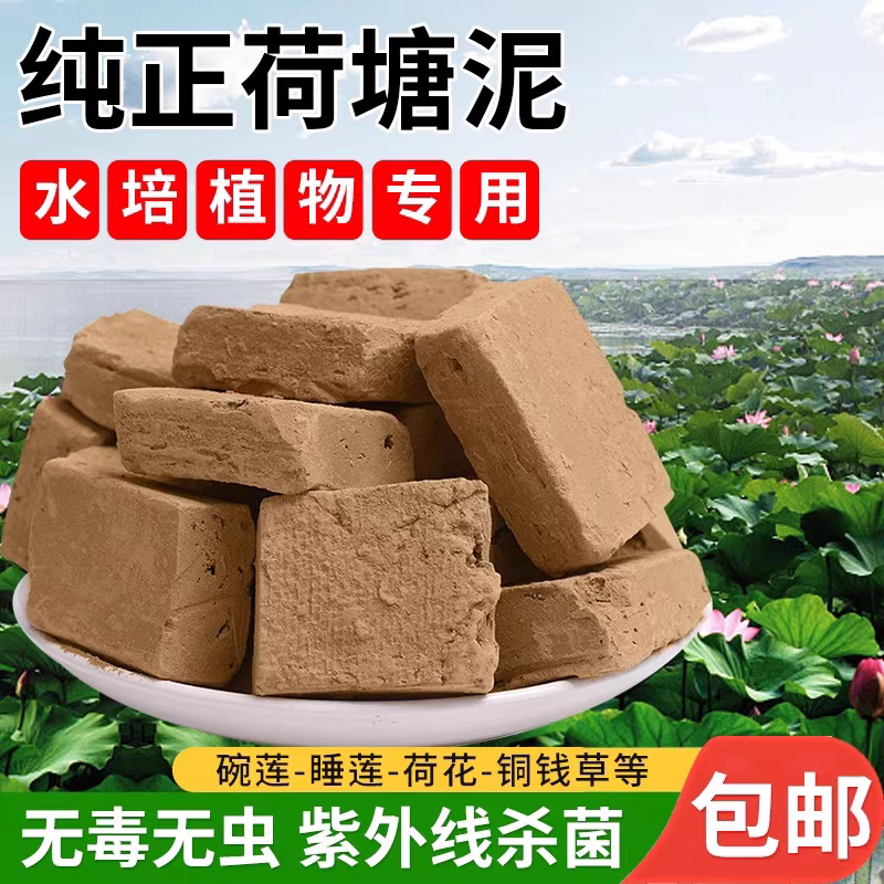 荷塘泥碗莲睡莲荷花铜钱草池塘淤无机肥