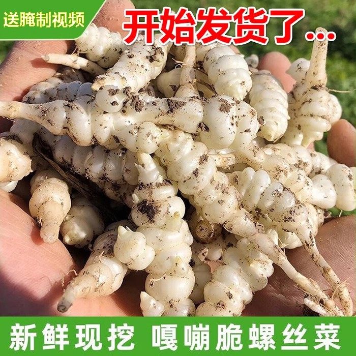 宁夏现挖现发新鲜玉环甘露子地环其它