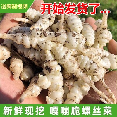 宁夏现挖新鲜玉环宁夏甘露子地环宝塔螺丝菜地葫芦甘露子地溜蔬菜